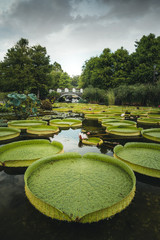 Giant water lilies in a Japanese zen garden