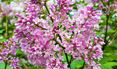 Beautiful blossoming lilac bush