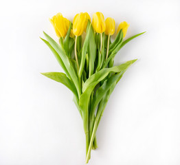 Yellow tulips on a white background