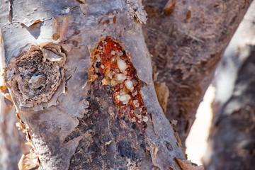 Natural Park of Frankincense Tree in Wadi Dawkah near Salalah Dhofar in Oman on Arabian Peninsula