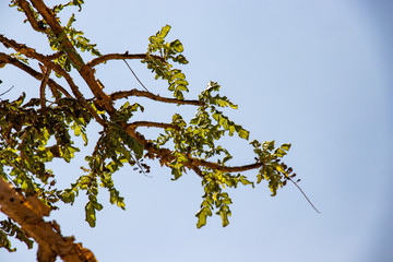Natural Park of Frankincense Tree in Wadi Dawkah near Salalah Dhofar in Oman on Arabian Peninsula