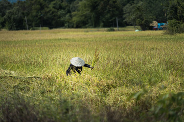 a woman working in a rice field in Laos