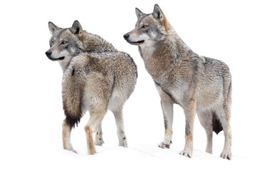 two wolf standing in the snow isolated on a white