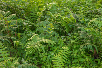 Fototapeta na wymiar Diplazium esculentum, the vegetable fern, is an edible fern
