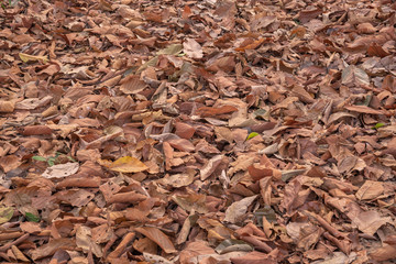 Dry autumn leaves in red, orange and brown colors nature Background