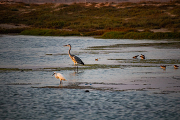 Heron at Beach in Salalah Dhofar in Oman on Arabian Peninsula