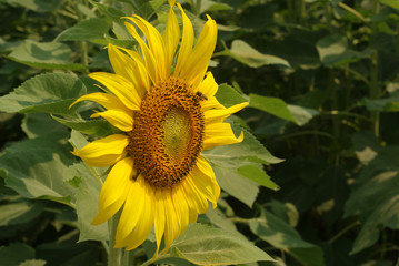 Bees eat nectar from sunflower