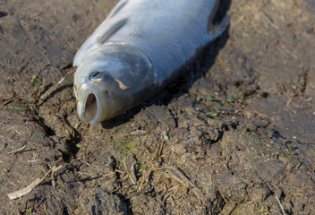  Small silver carp lying on wet ground with open mouth  