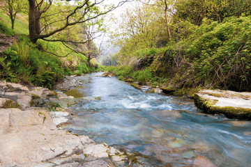 Obraz premium river in the forest