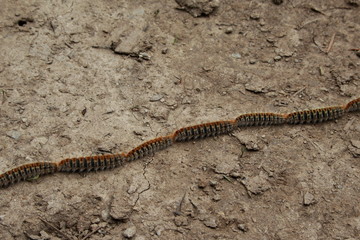 Chenilles processionnaires en marche