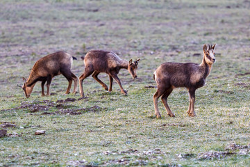 Rebecos pastando en pradera de montaña. Rupicapra pyrenaica. Parque Nacional de Picos de Europa, Cordillera Cantábrica, España.
