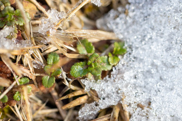 sprout of flower on the snow