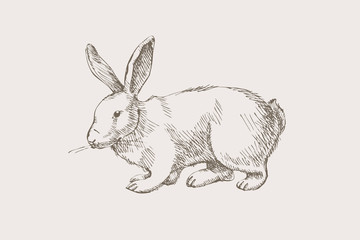 Hand-drawn cute rabbit pet pet on a light background. White hare wild forest beast. Vintage vector illustration.
