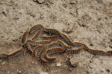 Chenilles processionnaires en marche