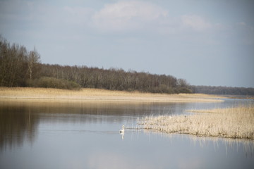 Obraz na płótnie Canvas Graceful white swan in lake reeds