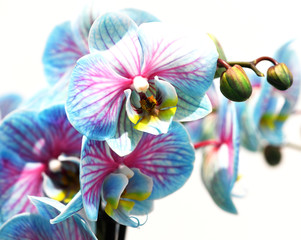Pink and Blue orchid multicolored isolated on white background
