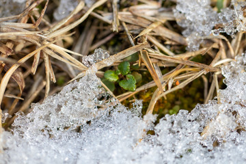 sprout of flower on the snow