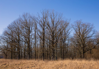 Black trees on a background of blue sky. Early spring has come