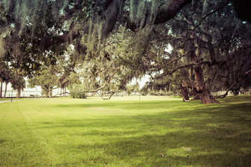 Green spring park with fresh grass, trees, palms. Beautiful nature background