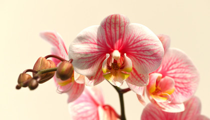 Pink multicolored orchid isolated on white background