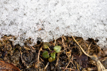 sprout of flower on the snow