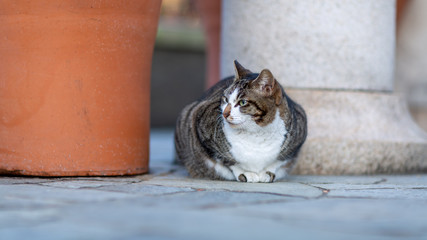 ねこ