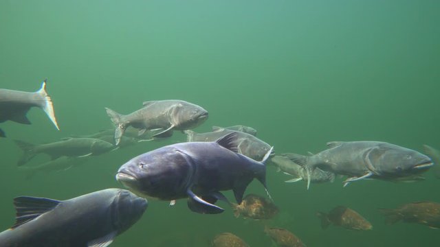 school of fish in a fresh water lake