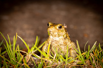 Common European Toad poking up through grass