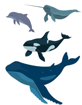 Vector set of sea animals. Whale, dolphin, narwhal and killer whale in cartoon style isolated on white background.