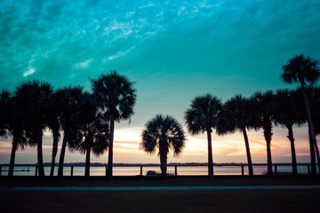 Fototapeta na wymiar palm trees silhouette over sunset golden blue sky backlight in Florida, USA