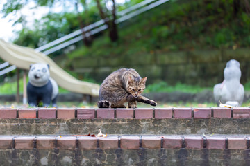 ねこ
