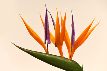 Srelitzia reginae (Bird of paradise flower) at background 