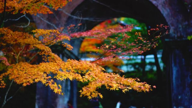 4k / 南禅寺(水路閣) 秋の紅葉 / 京都観光 / Momiji Autumn leaves in Kyoto Nanzenji Suirokaku / japan 日本