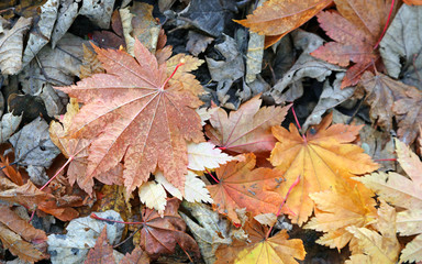 Fallen Maple leaves in autumn colours, Derbyshire England