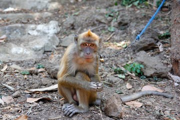Obraz premium Long-tailed monkey (macaca fascicularis) with a chain-tied neck deliberately kept by the owner for entertainment business interests. 