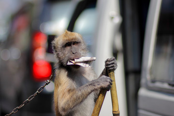 The exploitation of long-tailed macaque (macaca fascicularis) was forced to act for busking...