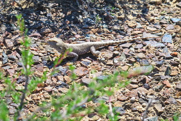 lizard froze before jumping in the hot sun