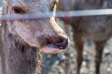 Tier Rotwild Maul Missbildung