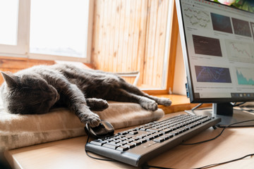 Grey cat sleeping on window sill near home base office with IT equipment. Work from home and remote...