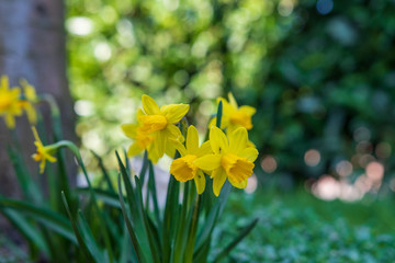gelbe narzisse - Frühlingsblumen - Osterblumen