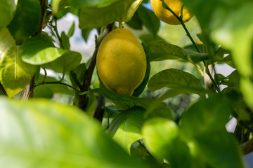 Zitrone am baum