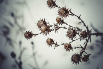 Closeup of dry thistles covered in ice under the sunlight with a blurry background