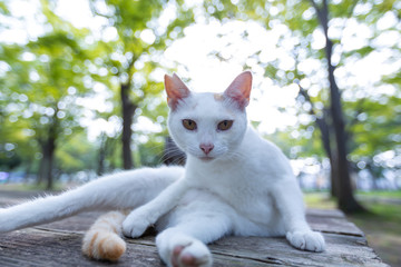 ねこ