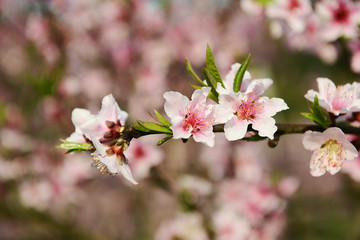 Fototapeta na wymiar peach blossom bloom in an orchard