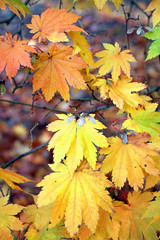 Maple leaves in autumn colours, Derbyshire England