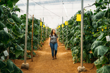 A young grower or farmer woman walking in aisle the greenhouse with a box in a traditional cucumber crop greenhouse in Almería.