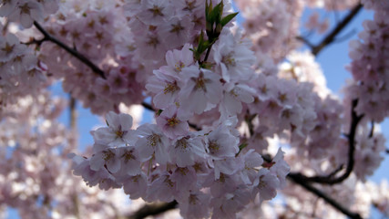 Branches of a flowering tree. Pink double flowers on branches cherry.