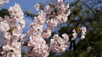 Branches of a flowering tree. Pink double flowers on branches cherry.
