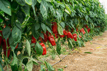 Lamuyo Red pepper cultivation on an ecological and traditional greenhouse. Ecological cultivation...