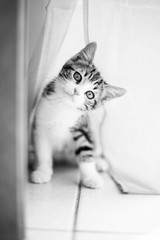Chaton mignon 